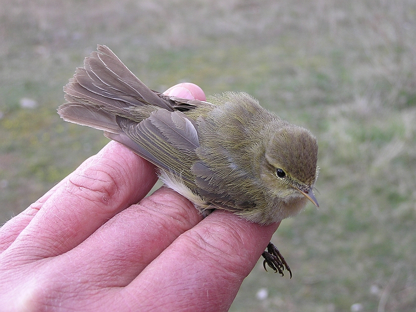 Chiffchaff, Sundre 20050511